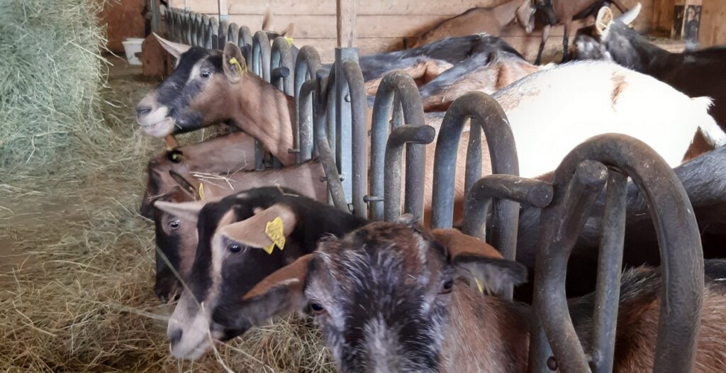chevres