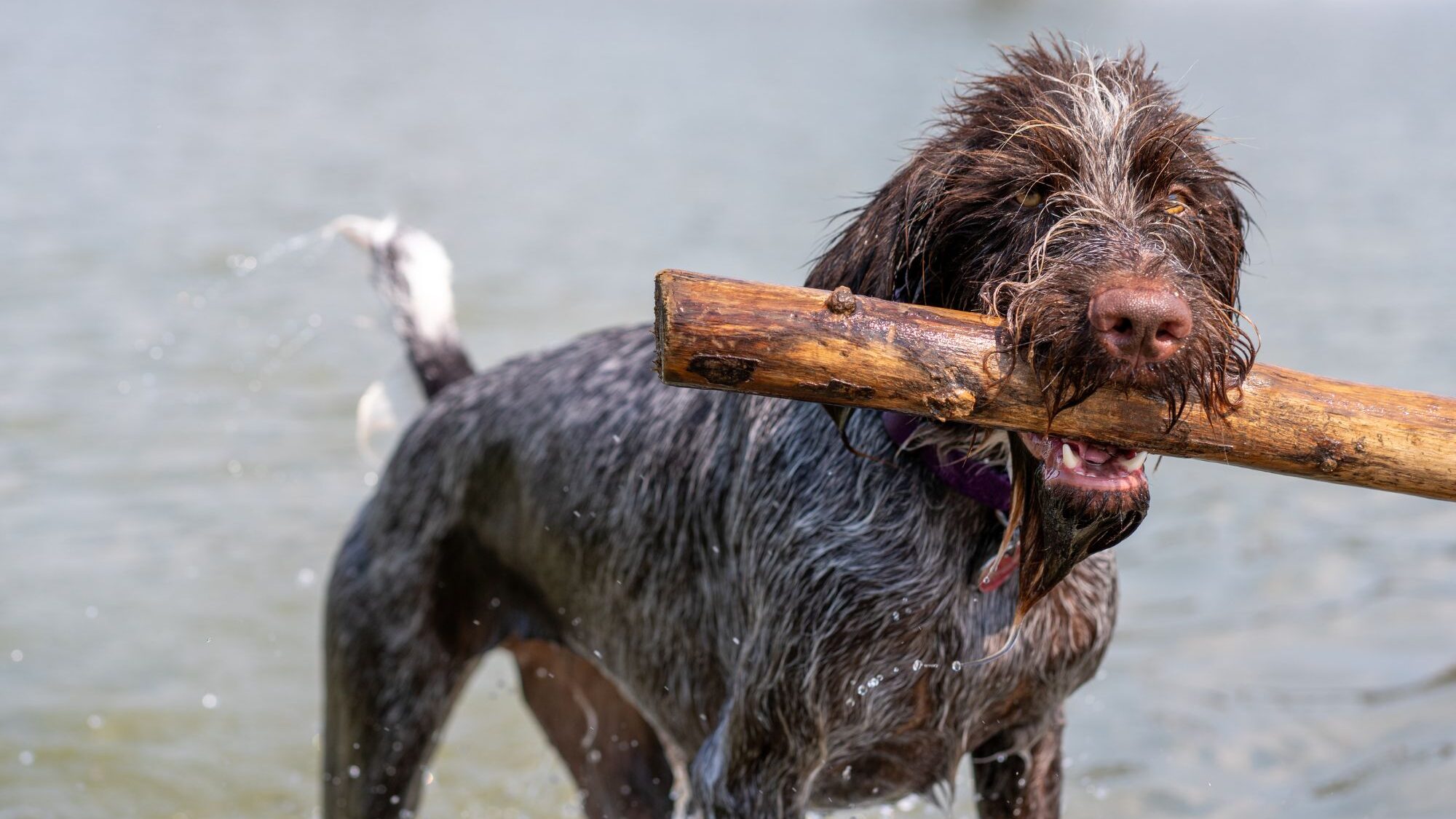 vacances chien nage