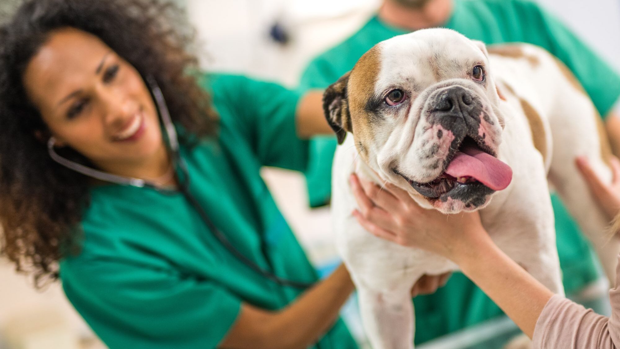 veterinaire