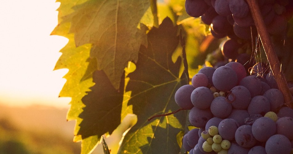 vins de savoie